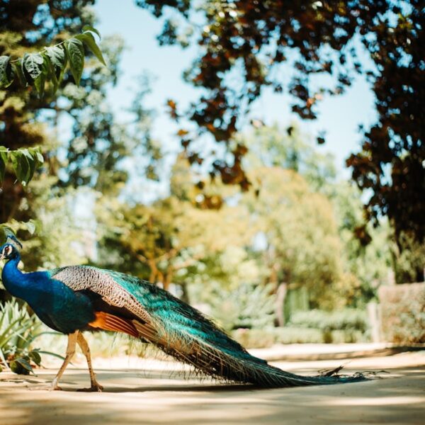 Unveiling the Glory of Real Madrid: A Journey Through the History, Teams, and Stadium of the Spanish Giants